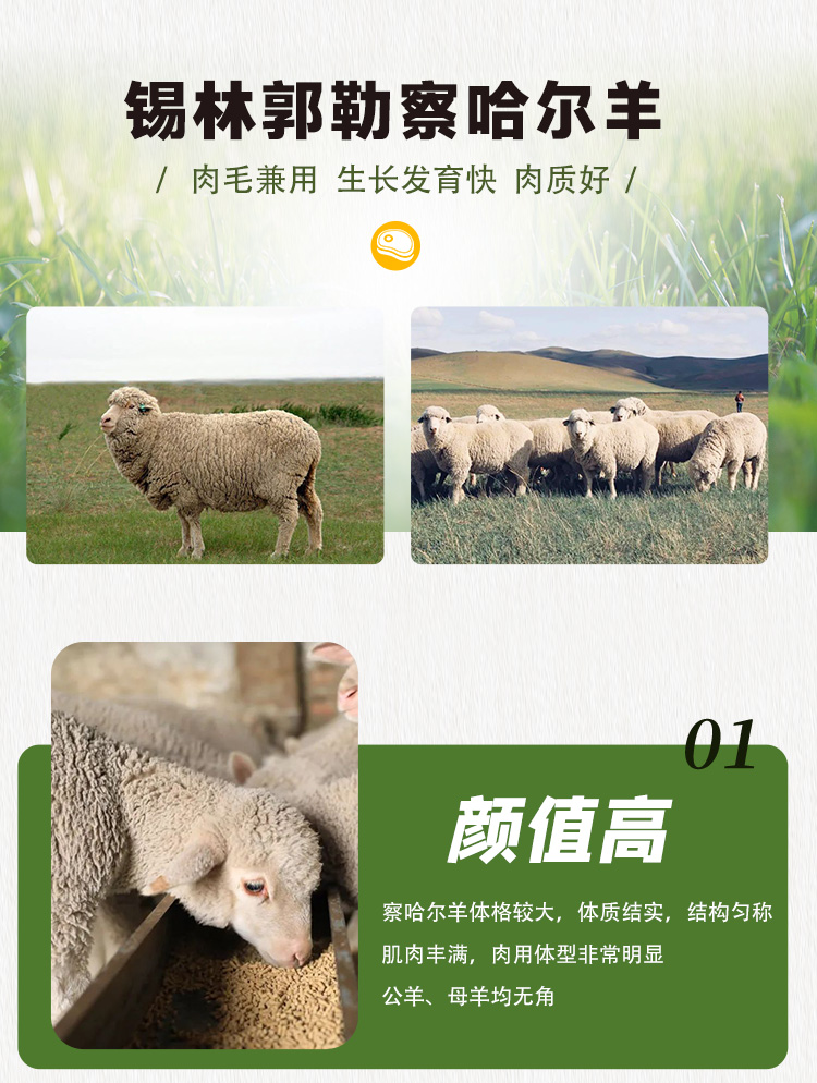 闽北花猪1_03.jpg